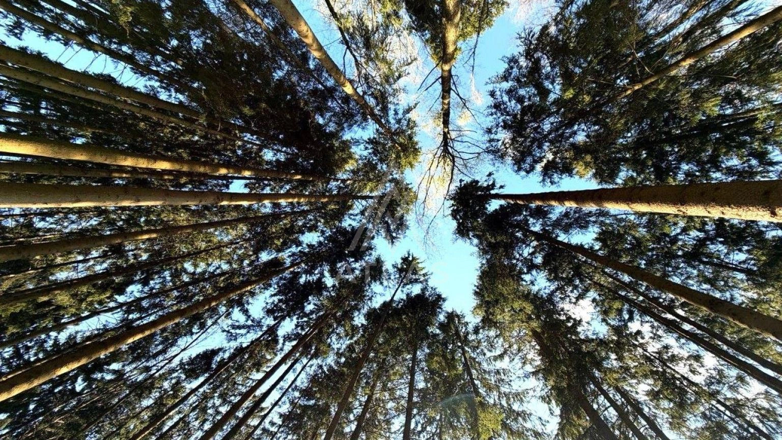 Лесной участок, фото 2