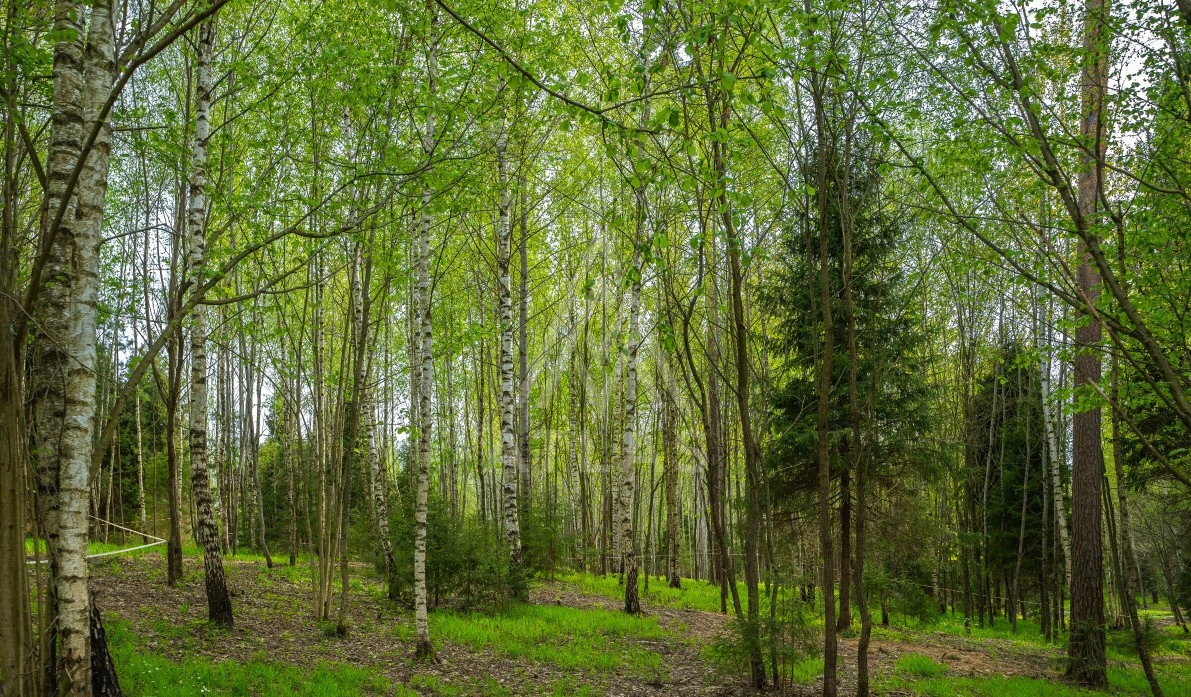 Лесной участок, фото 3