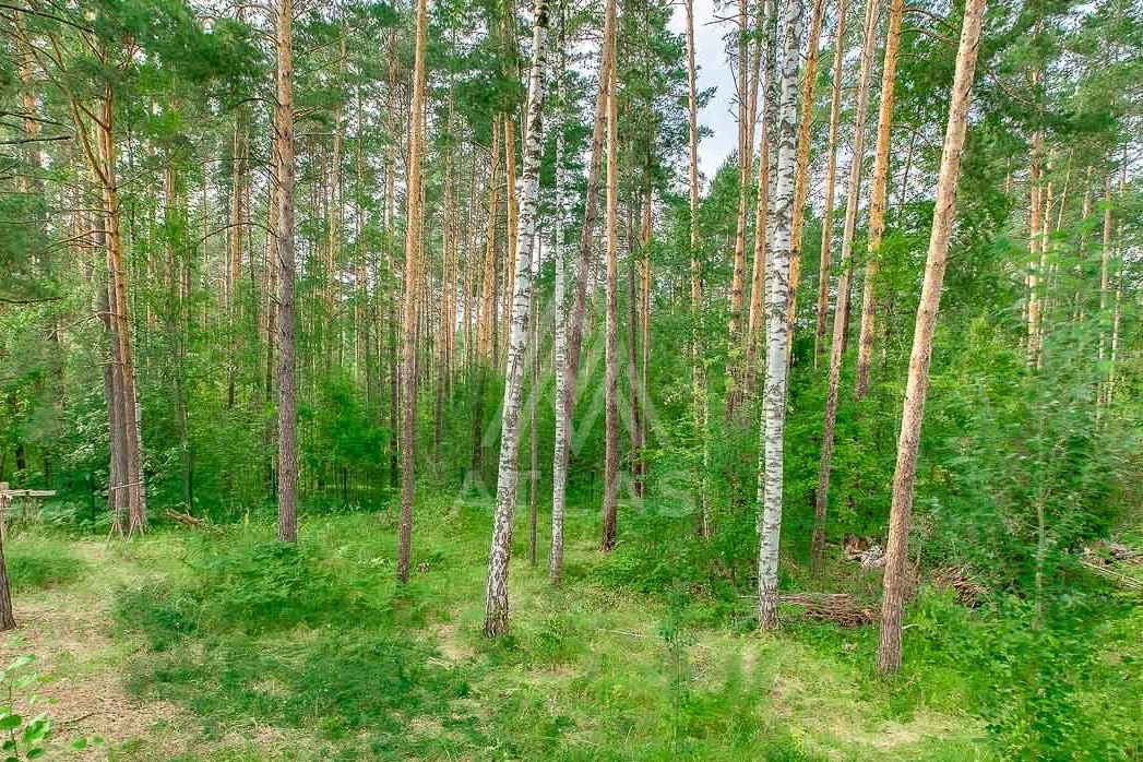 Лесной участок в элитном поселке, фото 3