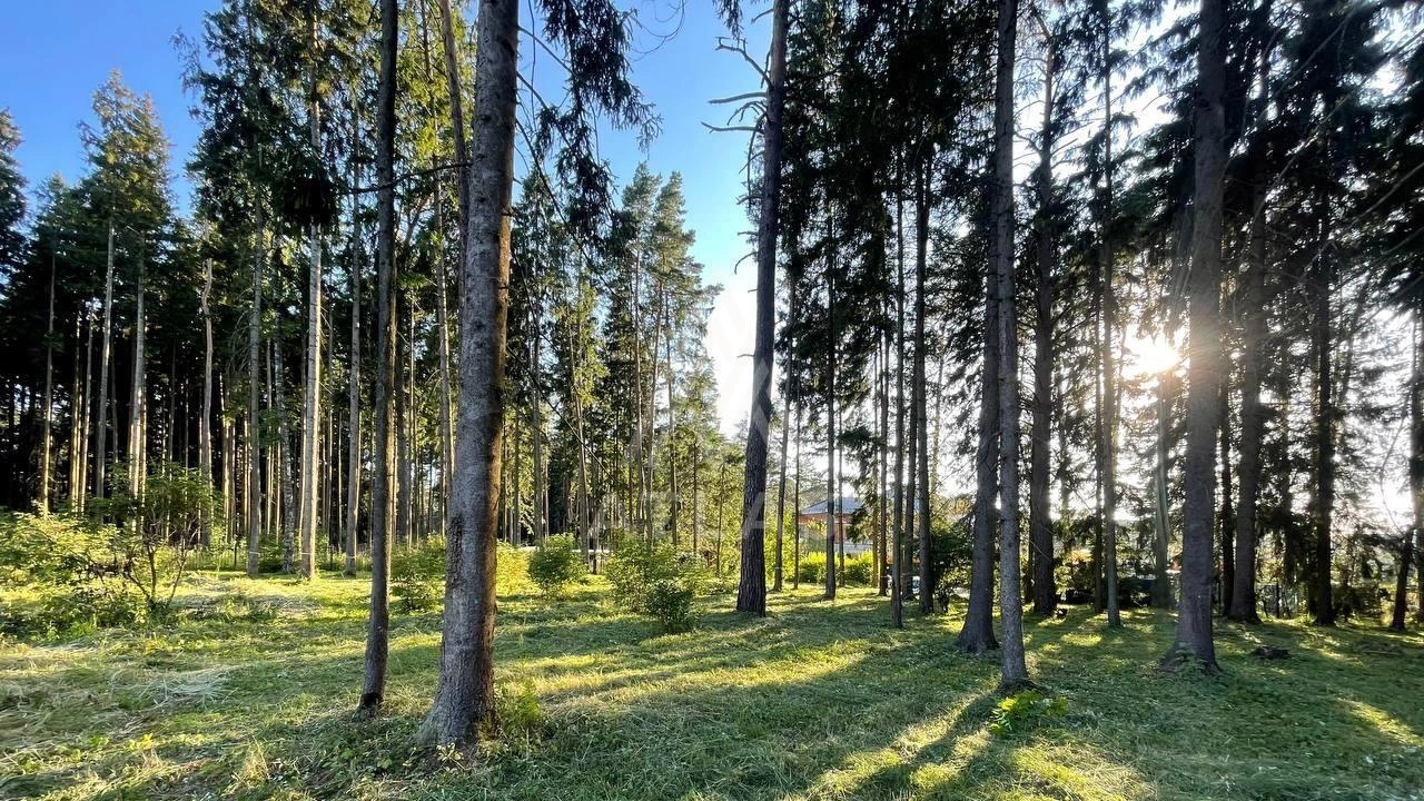Участок с лесными деревьями, фото 4