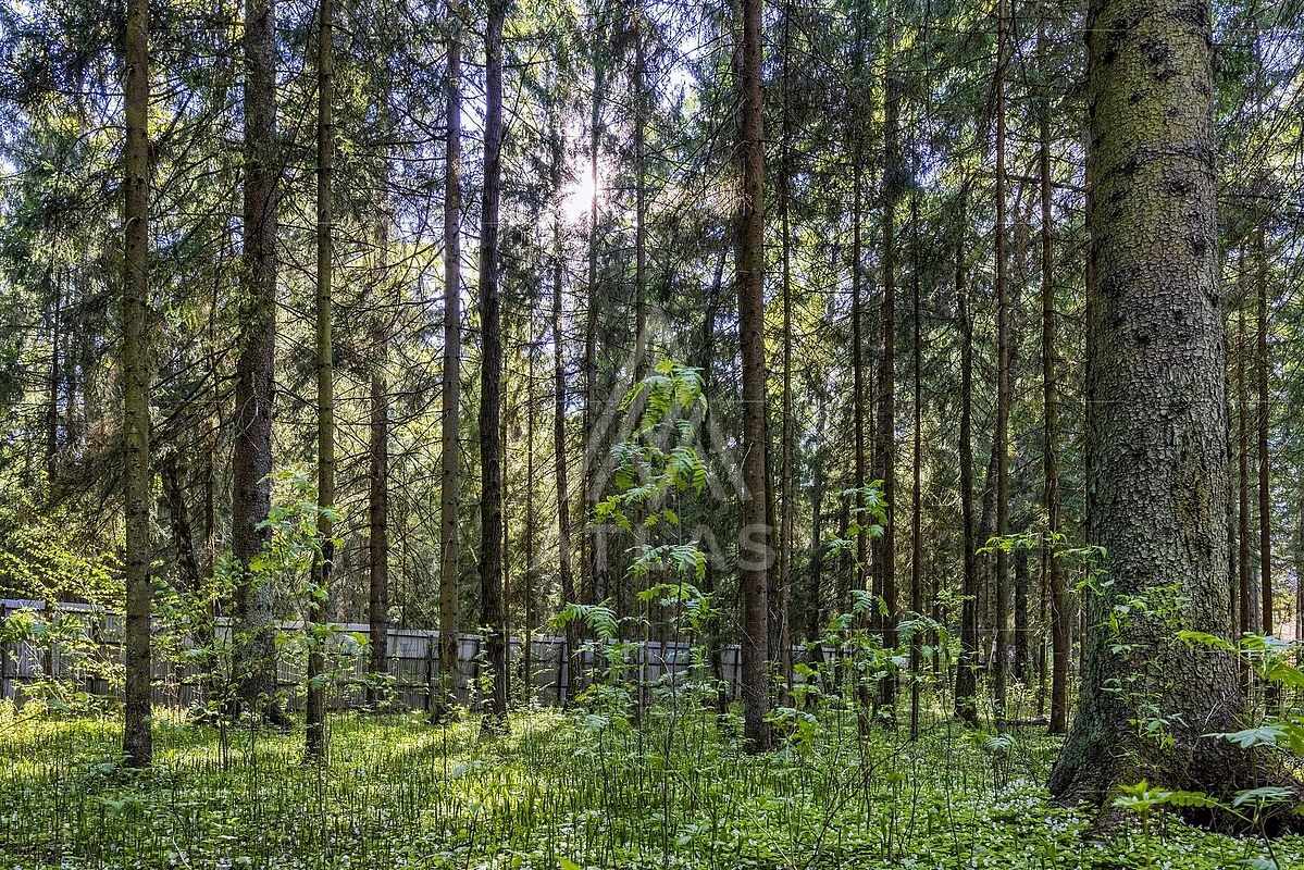 Лесной участок в тихом месте, фото 2