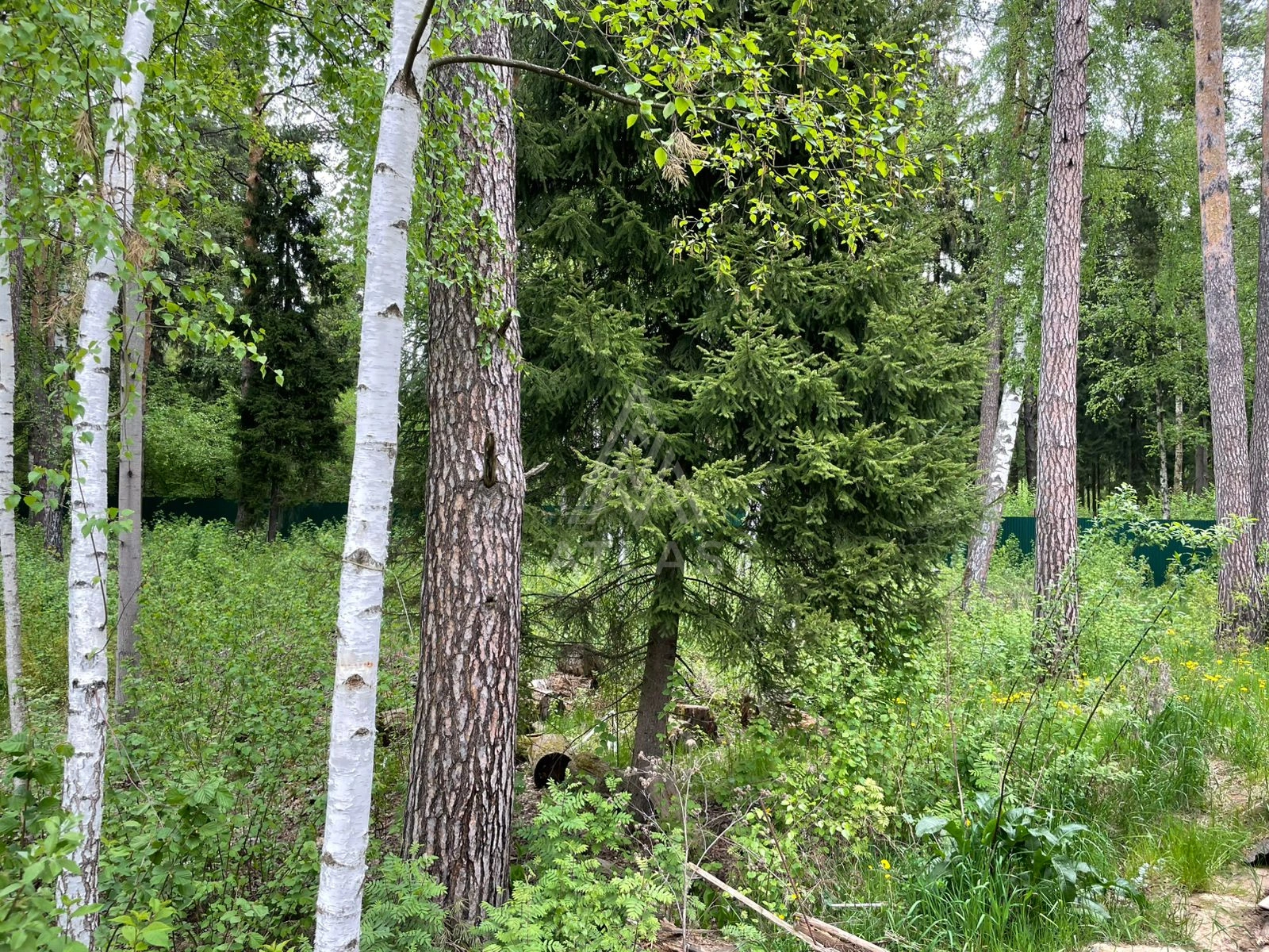 Участок в тихом месте с хвойными деревьями, фото 3