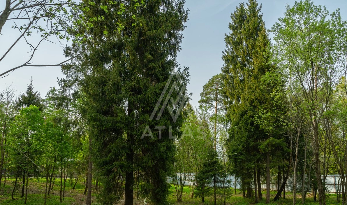Лесной участок, фото 2