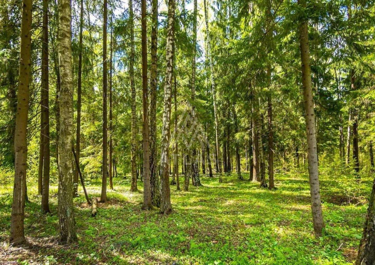 Лесной участок в элитном поселке, фото 3