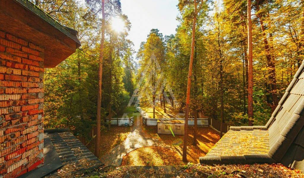 Участок с лесными деревьями, фото 5