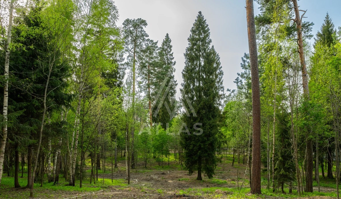 Лесной участок в тихом месте, фото 1