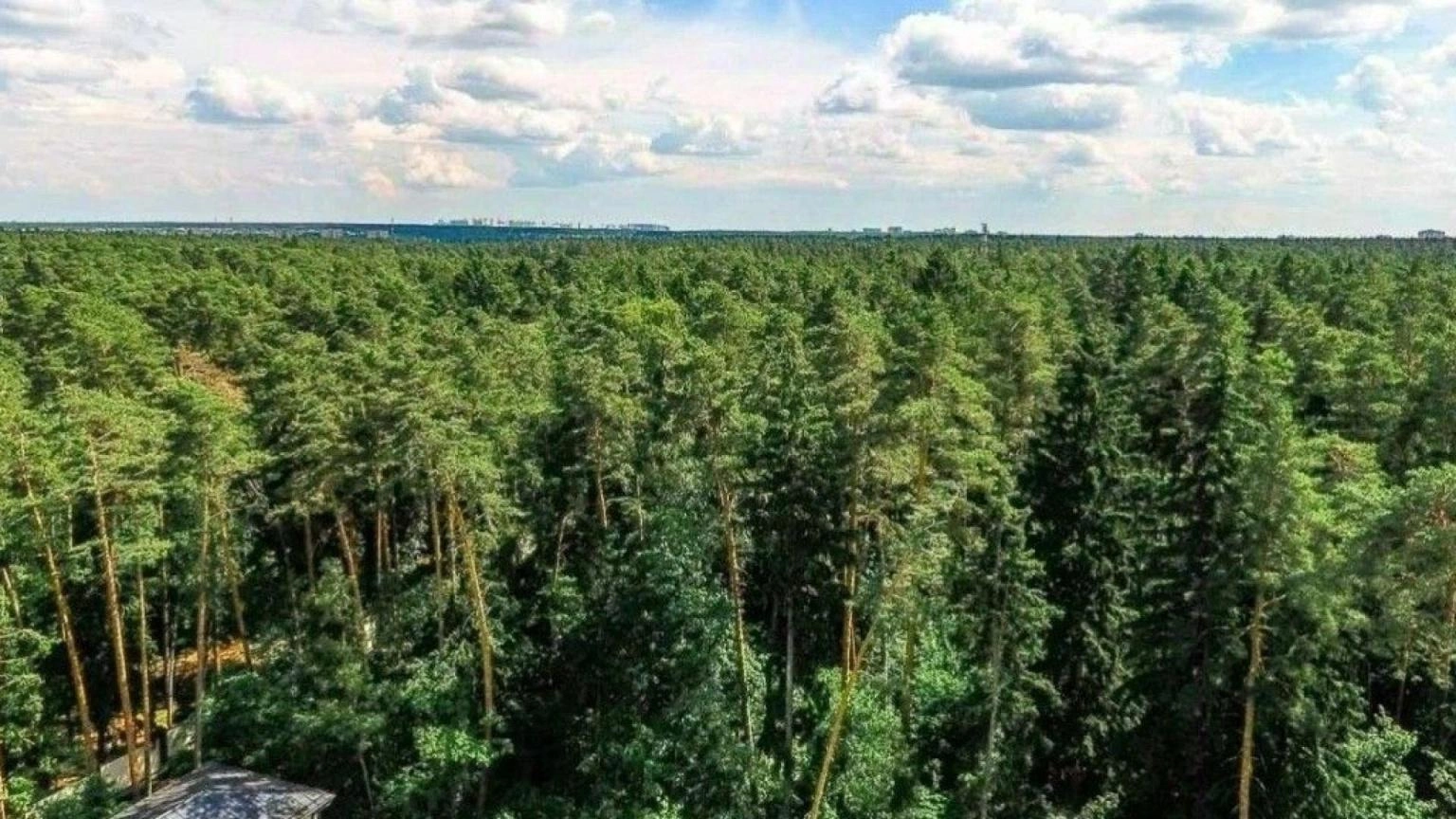 Лесной участок, фото 1