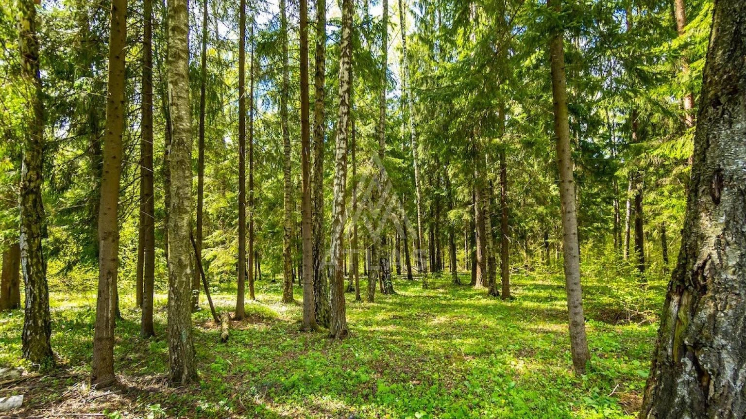 Лесной участок, фото 3