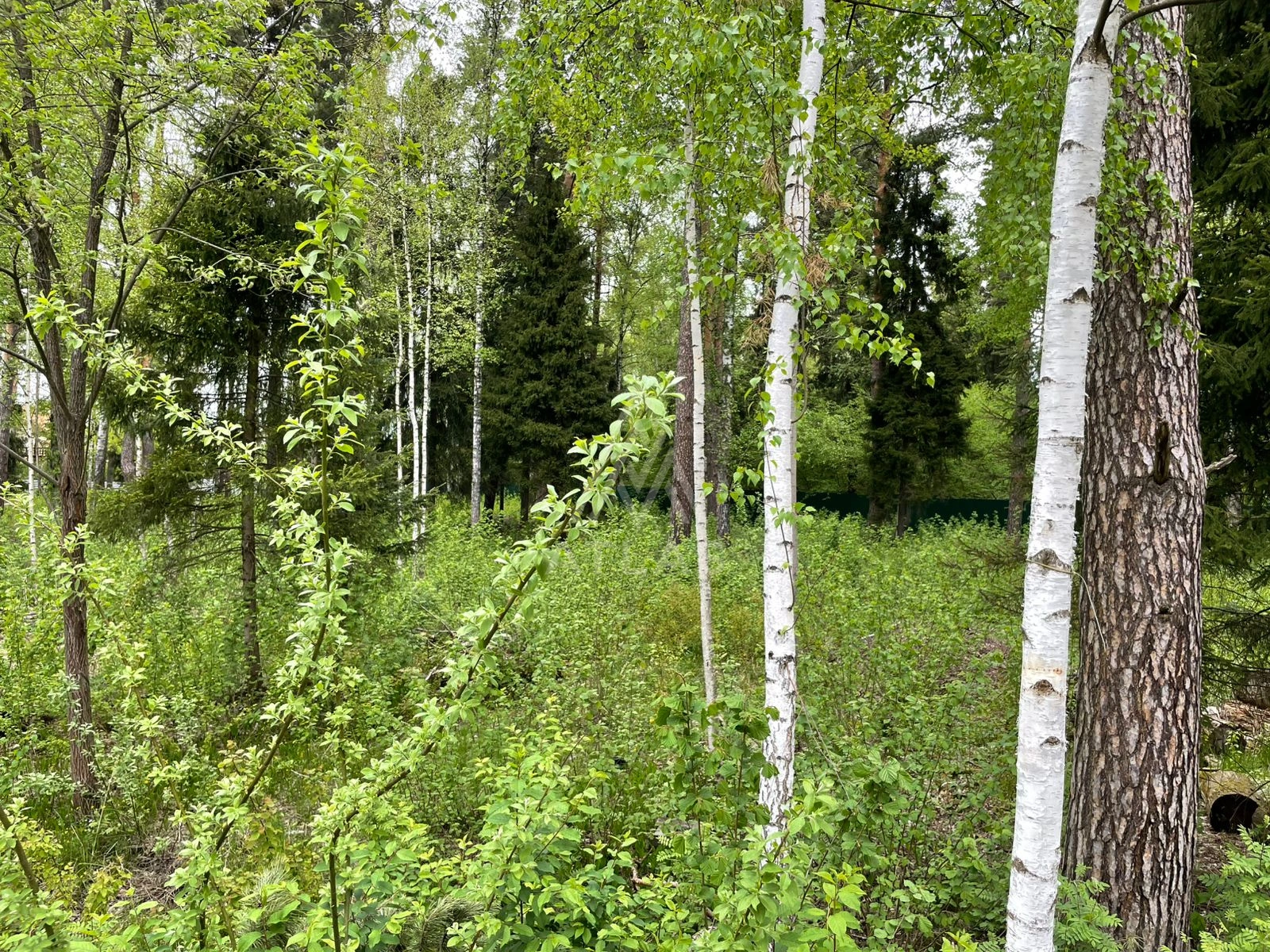 Участок в тихом месте с хвойными деревьями, фото 1