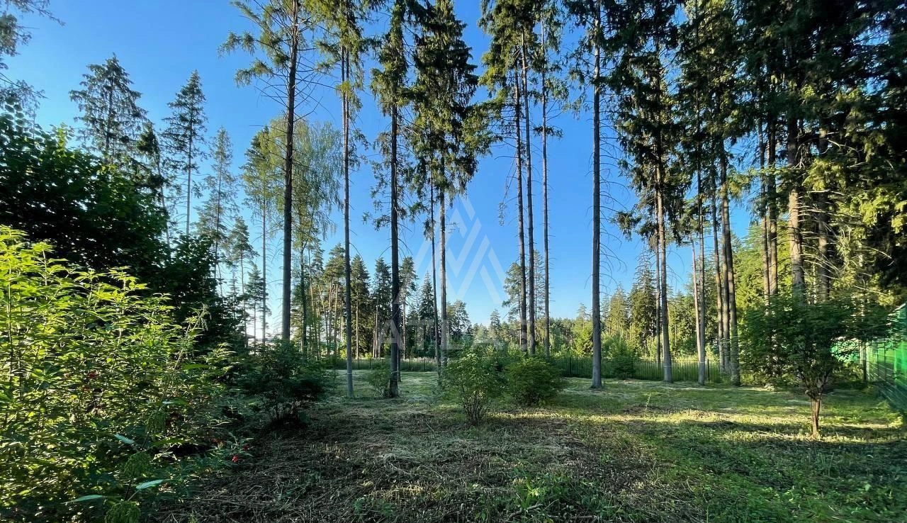 Участок с лесными деревьями, фото 5